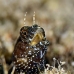 blenny_sailfin_oc_jar_v_0502_cub2650.jpg